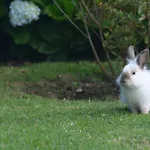 Casinha das Hortênsias